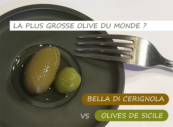 La plus grosse Olive du monde: olive géante Cerignola vs Olive de Sicile